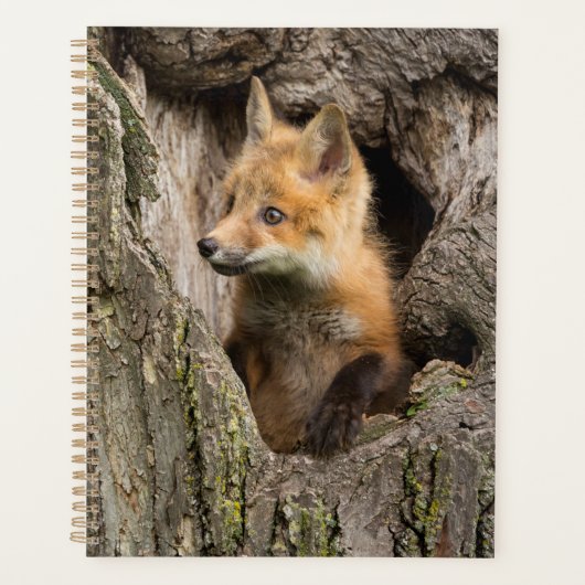 Kleiner Rotfuchs in einem Baumhaufen Planer (Vorderseite)
