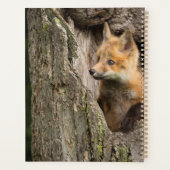 Kleiner Rotfuchs in einem Baumhaufen Planer (Rückseite)