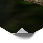 Kleiner Rotfuchs in einem Baumhaufen Poster (Ecke)