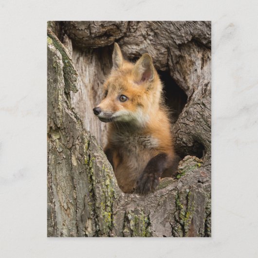 Kleiner Rotfuchs in einem Baumhaufen Postkarte (Vorderseite)