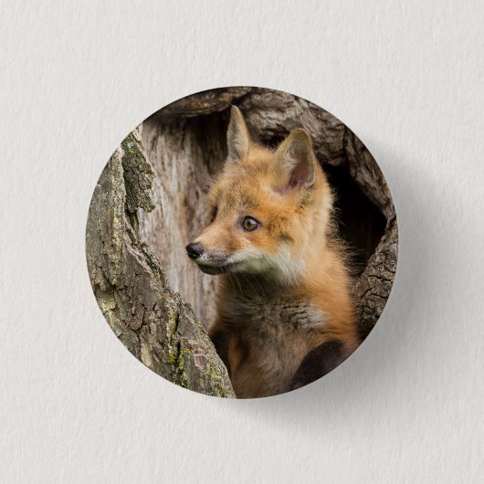 Kleiner Rotfuchs in einer Baumhöhle Button (Vorderseite)