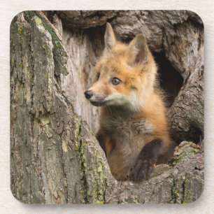 Kleiner Rotfuchs in einer Baumhöhle Getränkeuntersetzer