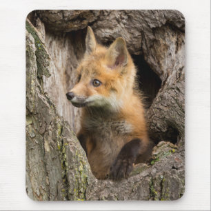 Kleiner Rotfuchs in einer Baumhöhle Mousepad