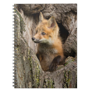 Kleiner Rotfuchs in einer Baumhöhle Notizblock