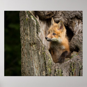 Kleiner Rotfuchs in einer Baumhöhle Poster
