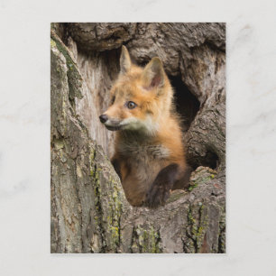 Kleiner Rotfuchs in einer Baumhöhle Postkarte