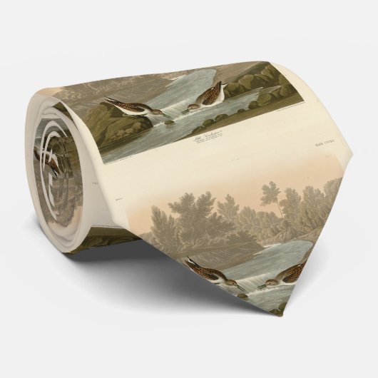 Kleiner Sandpiper von Audubons Vögeln in Amerika Krawatte (Gerollt)