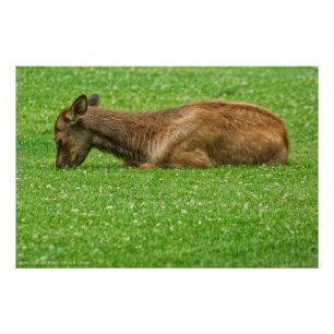 Kleiner Schlaf Fotodruck