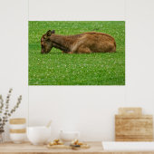 Kleiner Schlaf Poster (Küche)