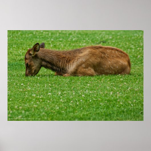 Kleiner Schlaf Poster (Vorne)