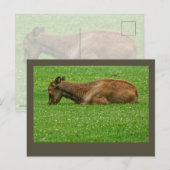 Kleiner Schlaf Postkarte (Vorne/Hinten)