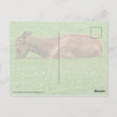 Kleiner Schlaf Postkarte (Rückseite)