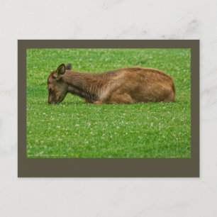 Kleiner Schlaf Postkarte