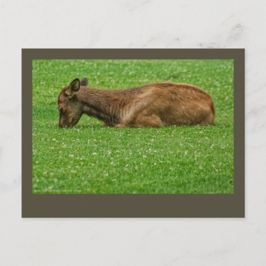 Kleiner Schlaf Postkarte (Vorderseite)