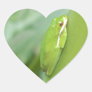 kleiner, schlafloser Grüner Frosch Herz-Aufkleber