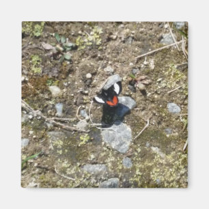 kleiner Schmetterlingsmagnet Magnet