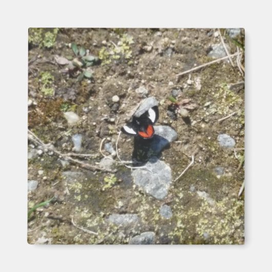 kleiner Schmetterlingsmagnet Magnet (Vorne)