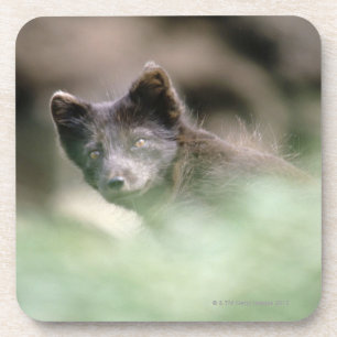Kleiner schwarzer Wolf Getränkeuntersetzer