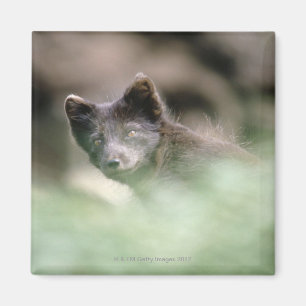 Kleiner schwarzer Wolf Magnet