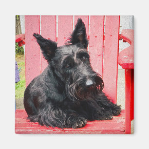 Kleiner Scottie in einem großen roten Stuhl Magnet