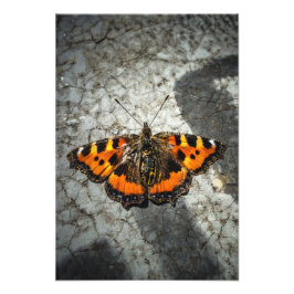 Kleiner Tortoiseshell Butterfly Fotodruck