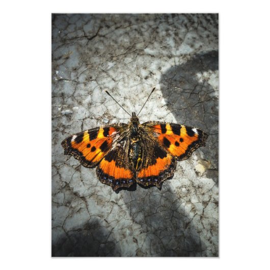 Kleiner Tortoiseshell Butterfly Fotodruck (Vorne)