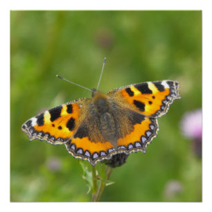 Kleiner Tortoiseshell Butterfly Poster