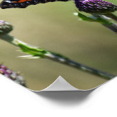 Kleiner Tortoiseshell Butterfly Poster (Ecke)