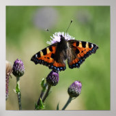 Kleiner Tortoiseshell Butterfly Poster (Vorne)