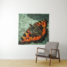 Kleiner Tortoiseshell Butterfly