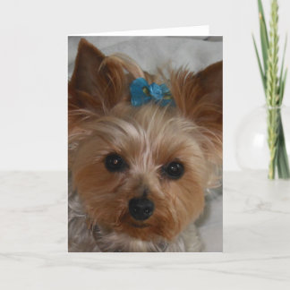 Kleiner Verbündeter Karte