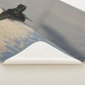 Kleiner Vogel im Wasser Sherpadecke (3/4)