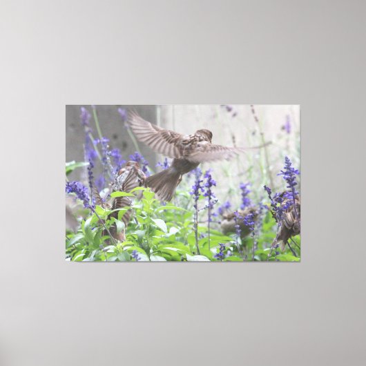 Kleiner Vogel in Lavender Leinwanddruck (Vorderseite)