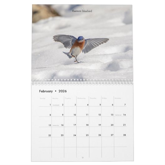 Kleiner Vogel (Singvogel) 2026 Kalender (Feb 2026)