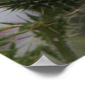 Kleiner weißer Buttrerfly auf Spear Thistle Poster (Ecke)