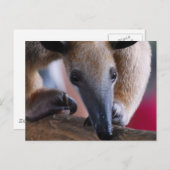 Kleinere Anteater Postkarten (Vorne/Hinten)