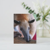 Kleinere Anteater-Postkarten Postkarte (Stehend Vorderseite)