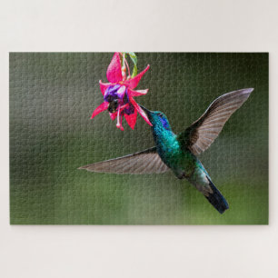 Kleinere Veilchenohrkolibri im Wolkenwald Puzzle