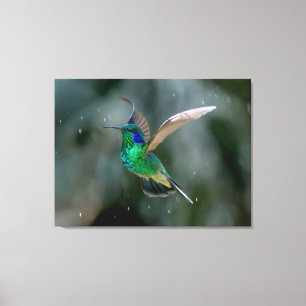 Kleinere Veilchenohrkolibri in Costa Rica Leinwanddruck