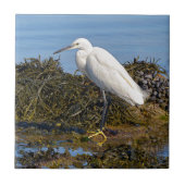 Kleines Aug auf Algen Fliese (Vorderseite)