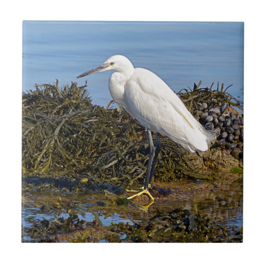 Kleines Aug auf Algen Fliese (Vorderseite)