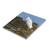 Kleines Aug auf Algen Fliese (Seite)