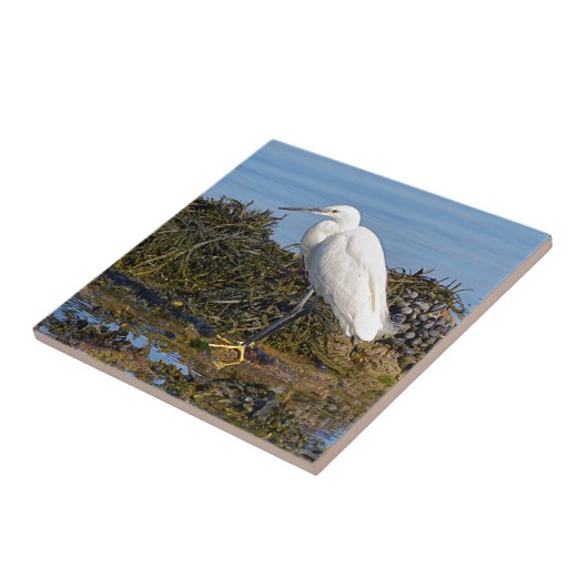 Kleines Aug auf Algen Fliese (Seite)