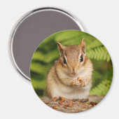 kleines Baby-Chipmack Magnet (Vorderseite/Rückseite)