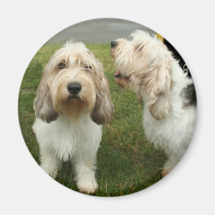 Kleines Basette Griffon Vendeen Magnet