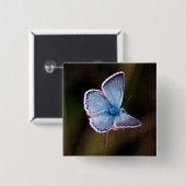 Kleines blaues Schmetterlings-Quadrat-Button Button (Vorne & Hinten)