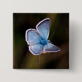 Kleines blaues Schmetterlings-Quadrat-Button Button (Vorderseite)