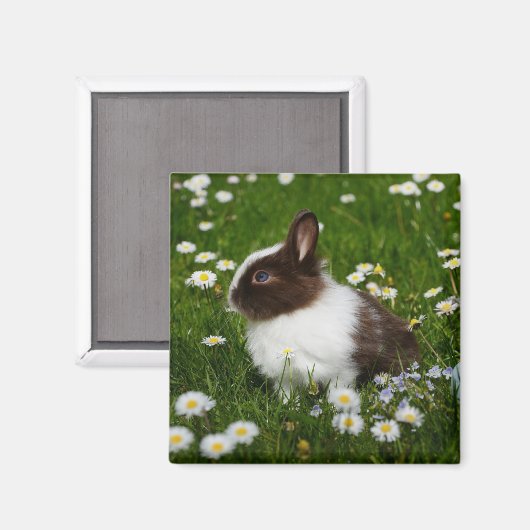 Kleines Braun- und Weißgebälk in Blume Magnet (Vorderseite/Rückseite)