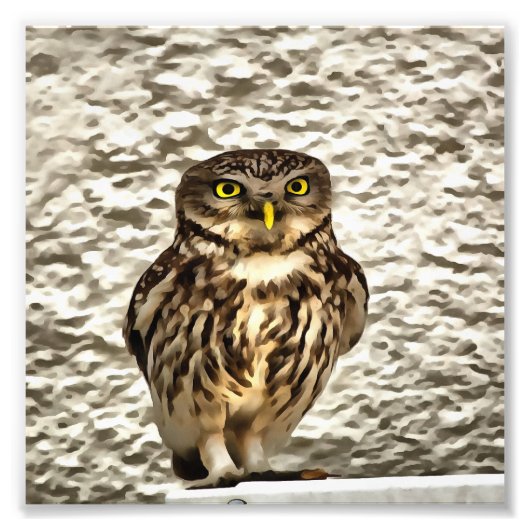 Kleines Brown Barn Owl Kunstportrait Fotodruck (Vorne)