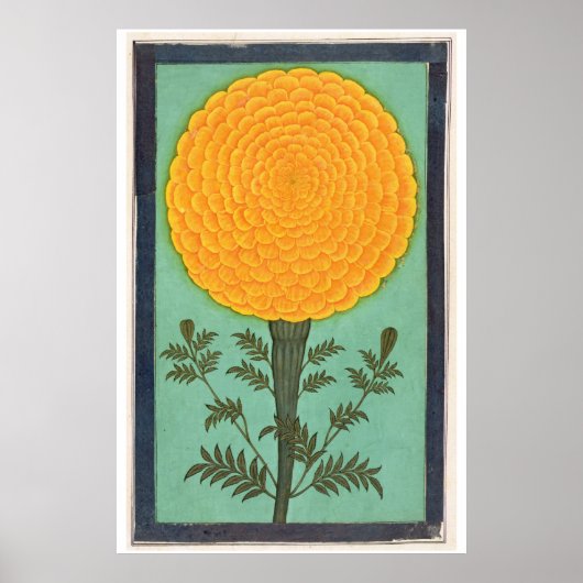 Kleines Clive Album | A Marigold Poster (Vorne)